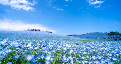 🌸 국영 히타치 해변 공원(코쿠에이 히타치 카이힌코엔) 이미지 2